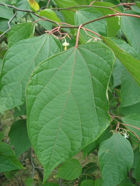 Alangium sp.feuille
